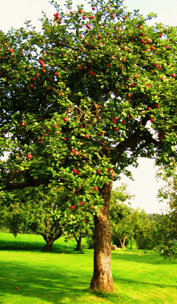 Wannebachtal mit Apfelbaum